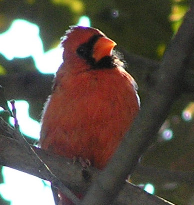 cardinal2-91204.JPG