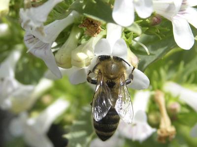 Bee in Flower at Hells Half Acre RSCN2753.jpg