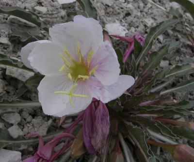 Evening Primrose Huge roadside flower up Scout Mtn DSCN3201.jpg