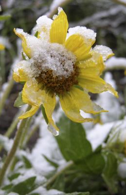 Brave Little Bigleaf Balsamroot DSCN2404.jpg