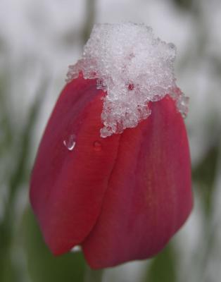 Tulip under Snow DSCN2412.jpg