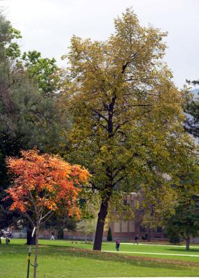Autumn at ISU DSCN5331.jpg