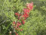 Scarlet Gilia DSCN3209.jpg