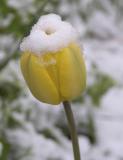 Tulip under Snow DSCN2411.jpg