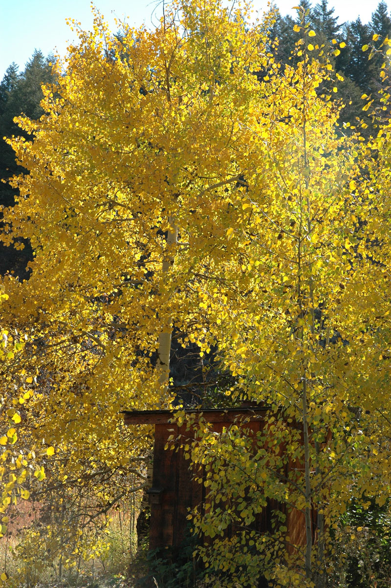 Our pumphouse with aspen in autumn DSC_0010.jpg