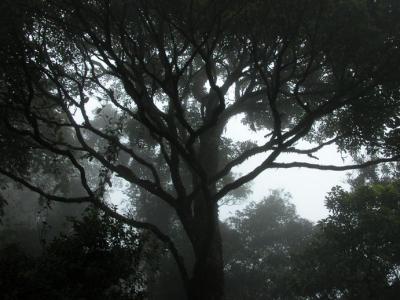 Foggy forest.jpg
