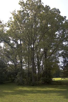 DSC_1917.jpg