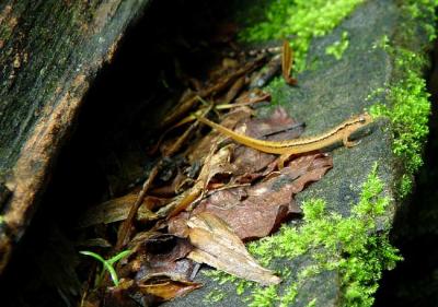Salamander 3