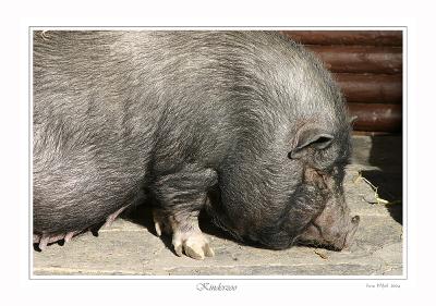 Hngebauch-Schwein