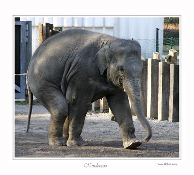 u45/wehire/medium/28964298.244Elefant.jpg