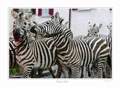 Zebras