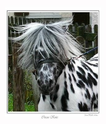 Pony
