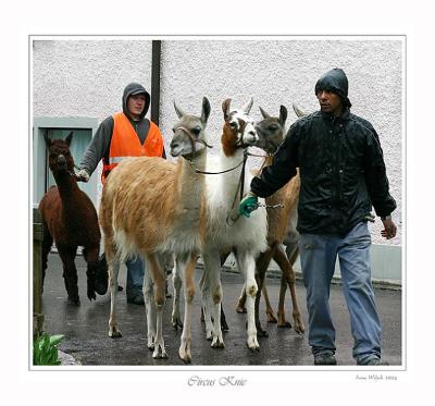 Lamas