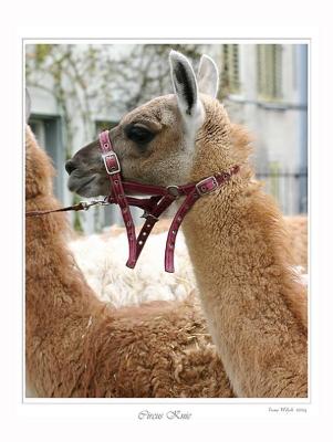 Lama