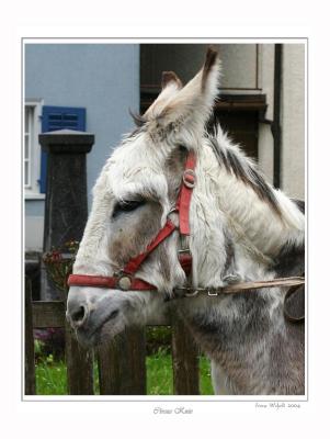 Zwerg-Esel