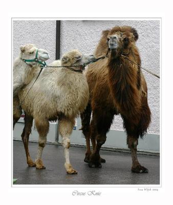 Trampeltiere