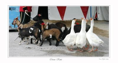 Zwerg-Ziegen und Gnse