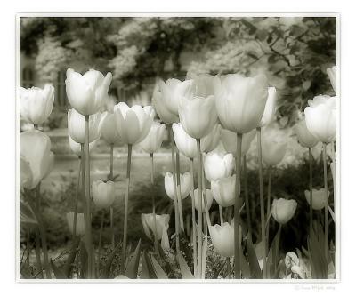 Tulpen im Volksgarten Glarus