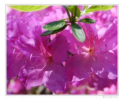 Rhododendron