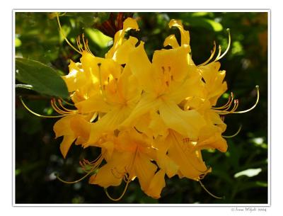Rhododendron