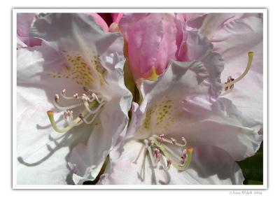 Rhododendron