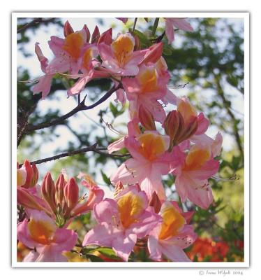 Rhododendron