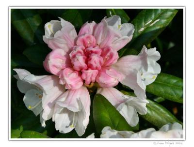 Rhododendron