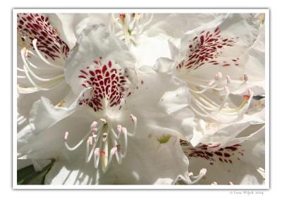 Rhododendron