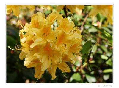 Rhododendron