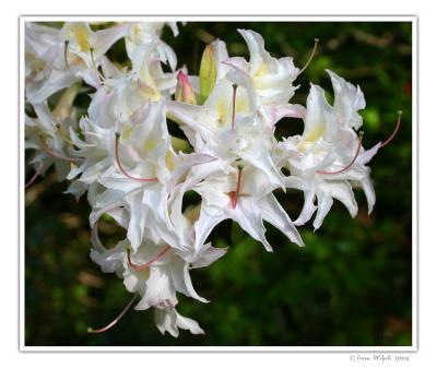 Rhododendron