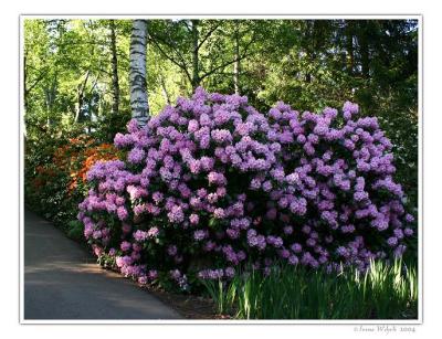 Rhododendron