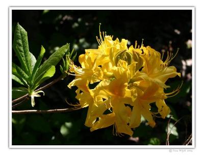 Rhododendron
