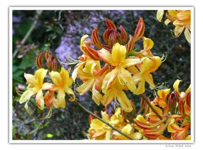 Rhododendron