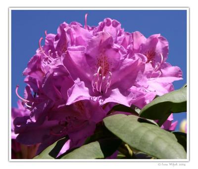 Rhododendron