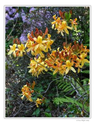 Rhododendron