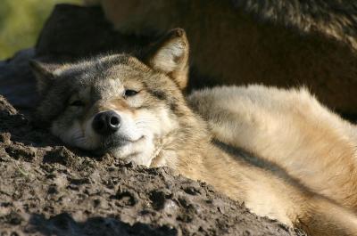 Mongolischer Wolf