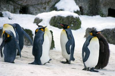 Knigs-Pinguine