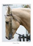 Englischer Palomino