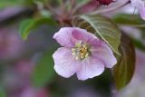 crabapple blossom