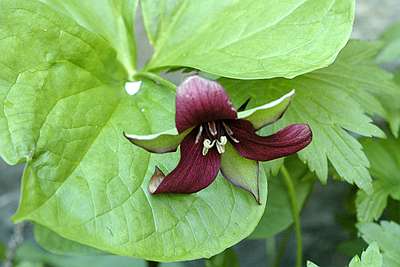 purple trillium