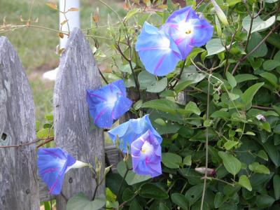 u45/wendycc/medium/39854961.Blueflower.jpg