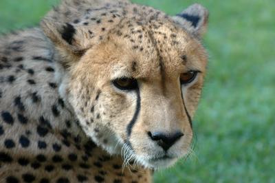 Cheetah 261r