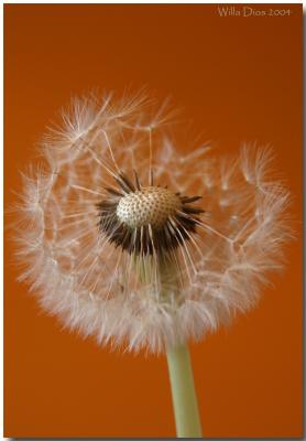 u45/willa/medium/29170972.DandelionOrange2800x600.jpg