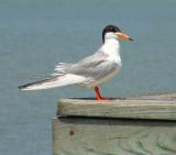 forsters tern