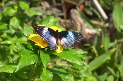 Butterfly - 1
