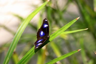 Butterfly - 4