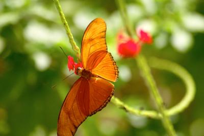 Butterfly - 6