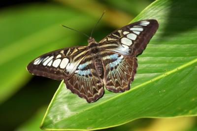 Butterfly - 12