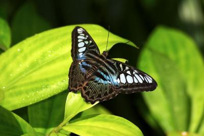Butterfly - 17