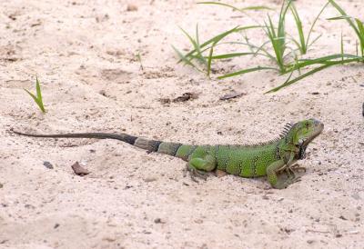 Iguana - 1